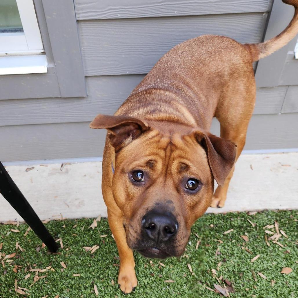 Ruby, a Adoptable mixed breed in Greensboro, NC image 4/6