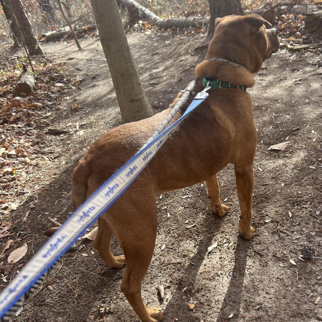 Ruby, a Adoptable mixed breed in Greensboro, NC image 5/6