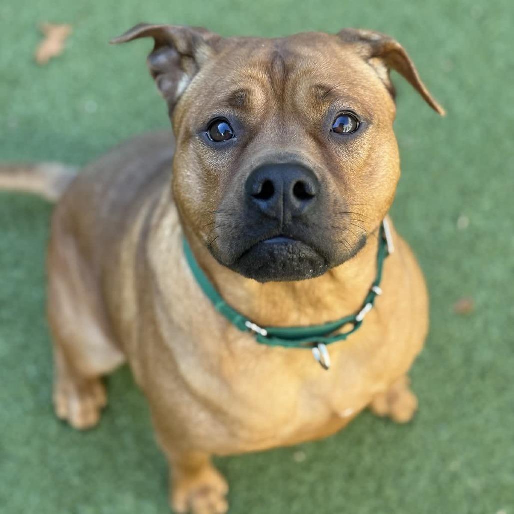 Ruby, a Adoptable mixed breed in Greensboro, NC image 6/6