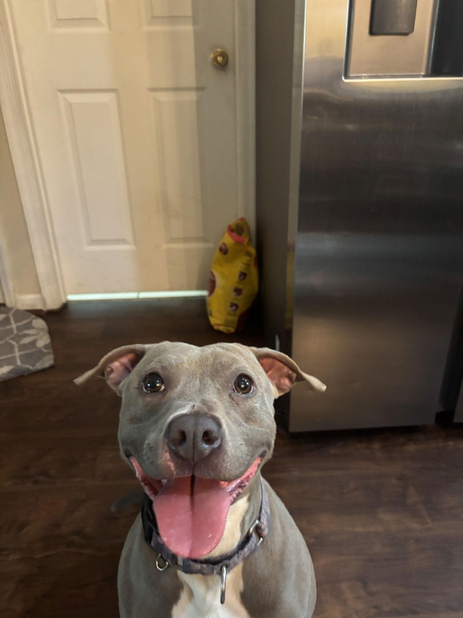 Penny (Penelope), Adoptable, Young Female Pit Bull Terrier.