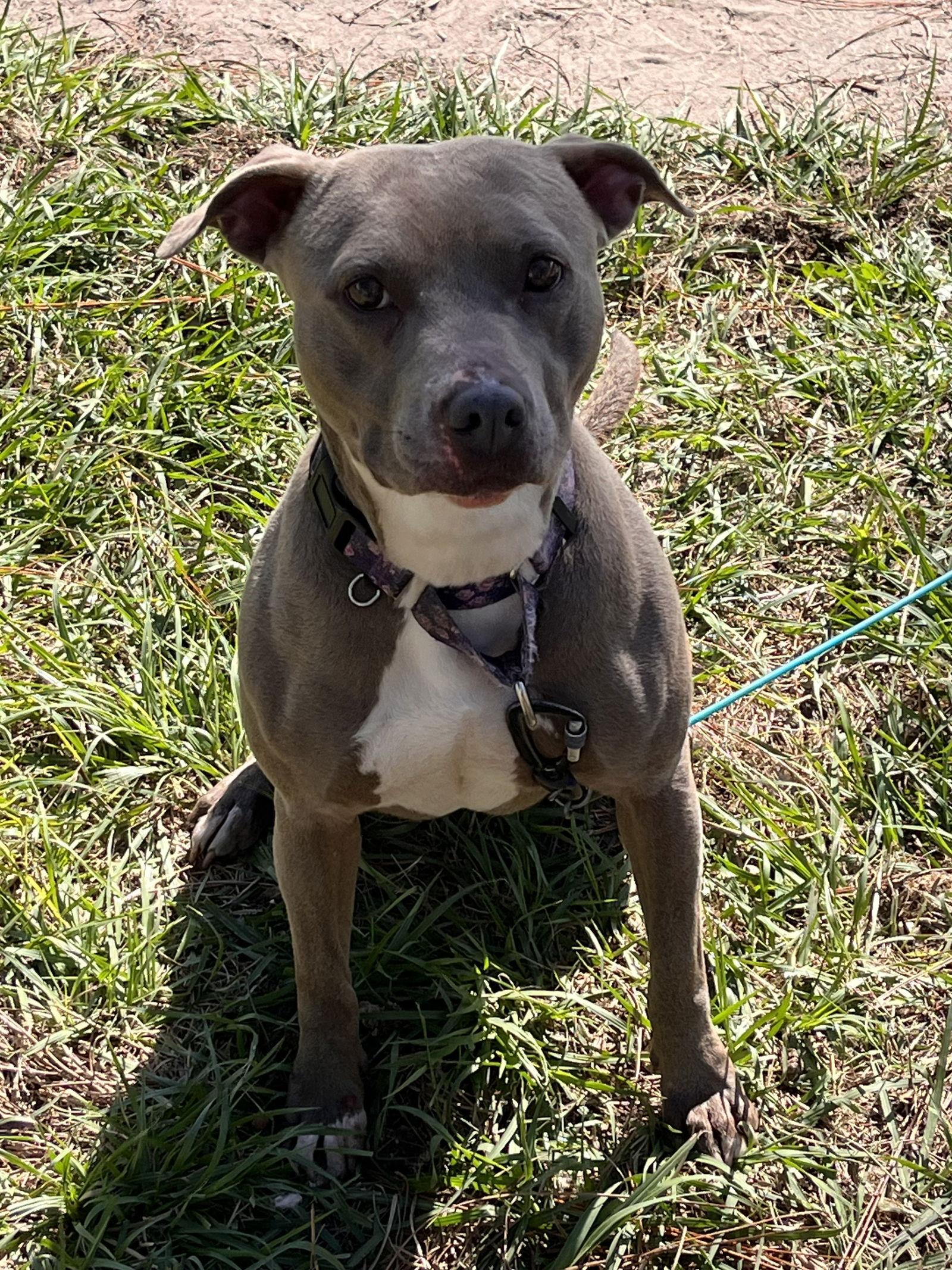 Penny (Penelope), Adoptable, Young Female Pit Bull Terrier.