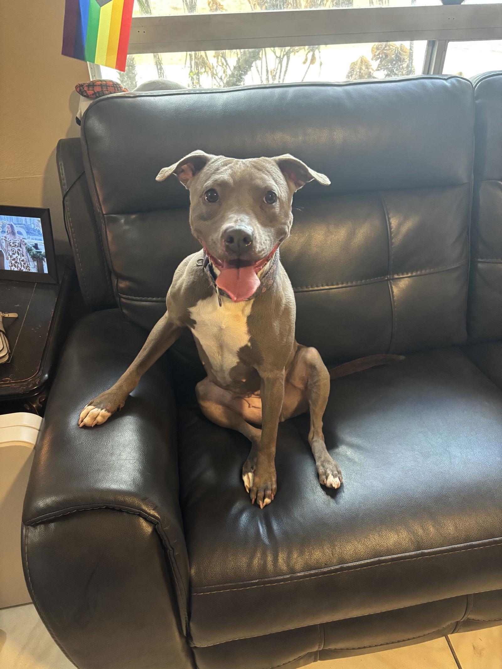 Penny (Penelope), a Adoptable Pit Bull Terrier in Orlando, FL image 3/3