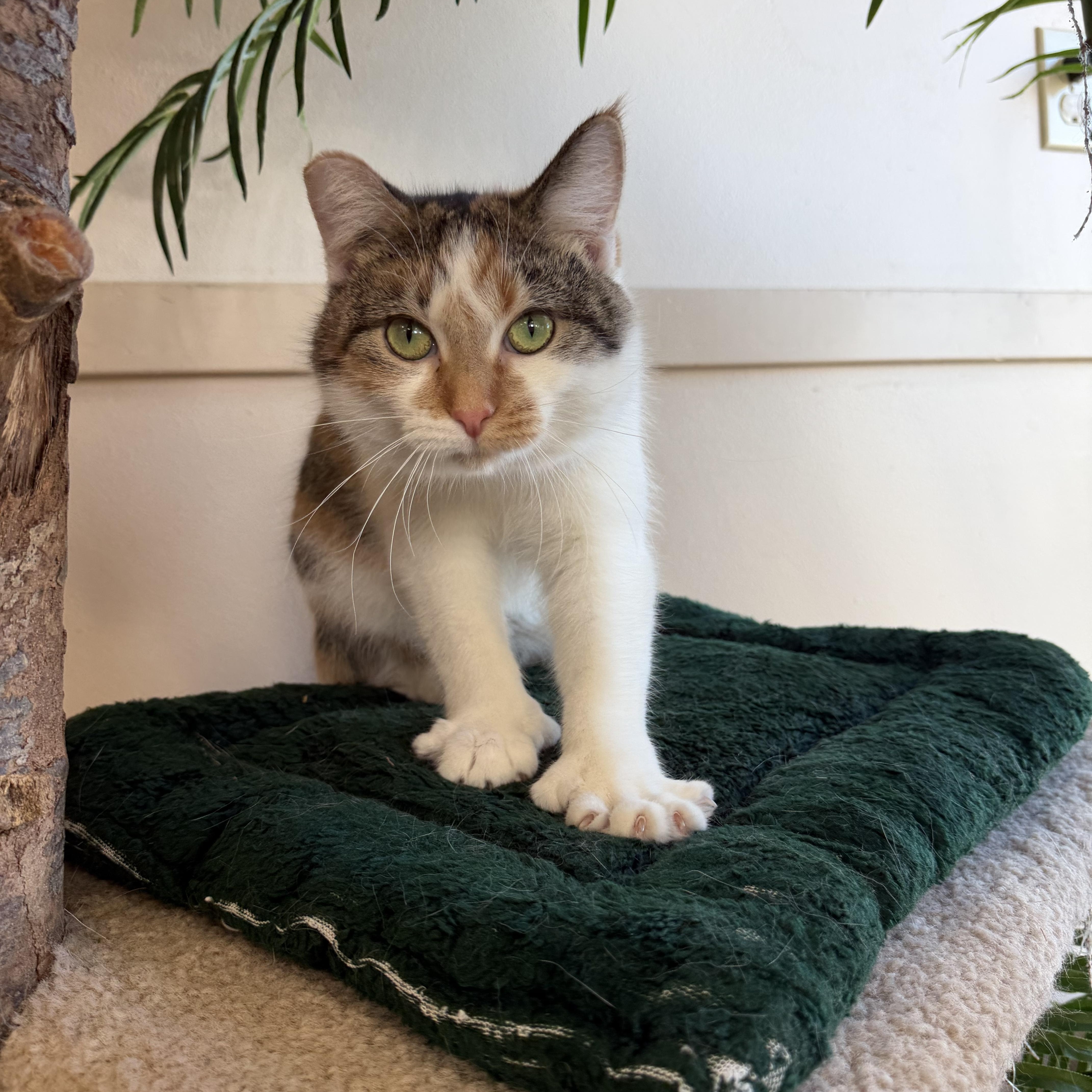 Callie, Adoptable, Adult Female Extra-Toes Cat / Hemingway Polydactyl.