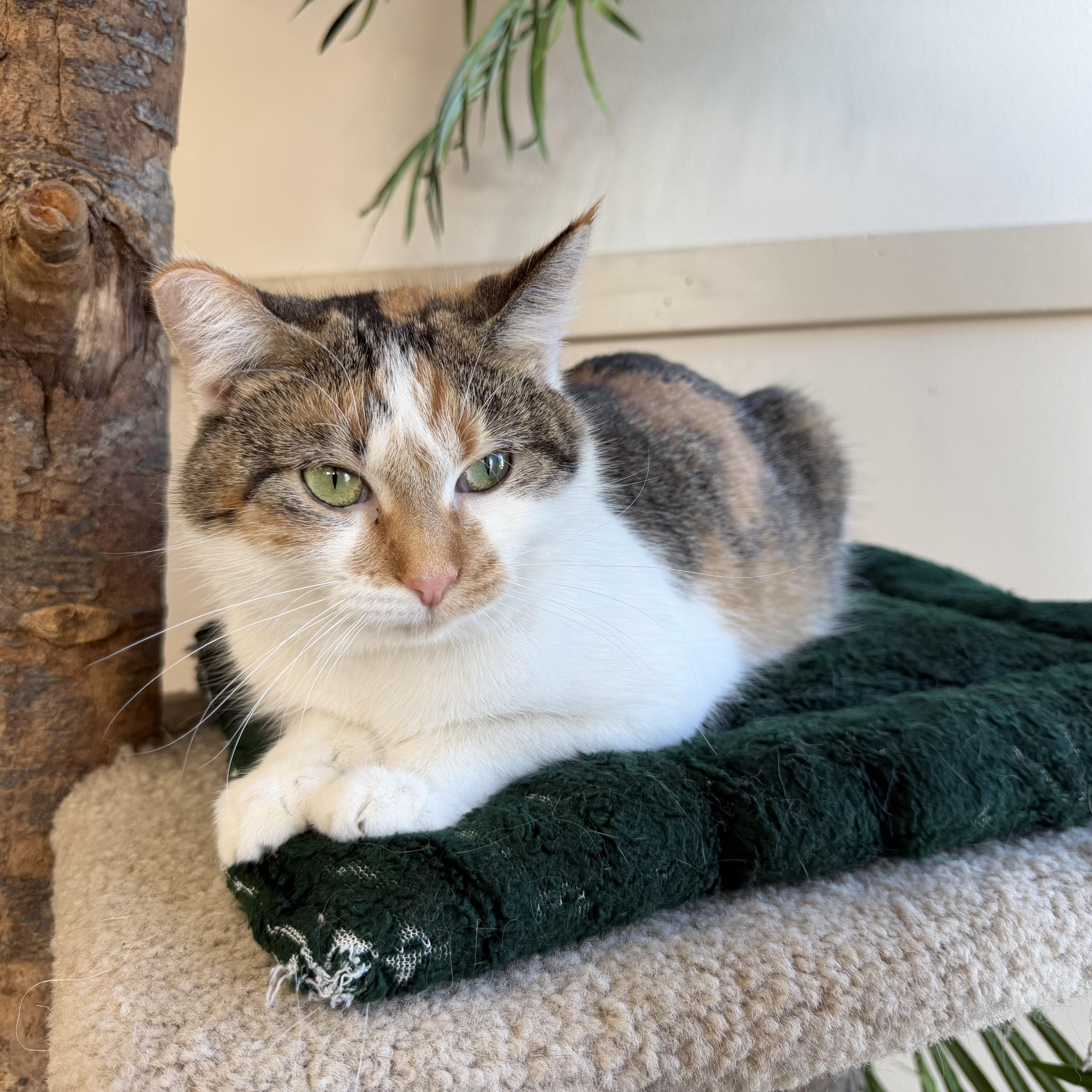 Enlarge Callie, a Adoptable Extra-Toes Cat / Hemingway Polydactyl in Madison, WI image 2/4