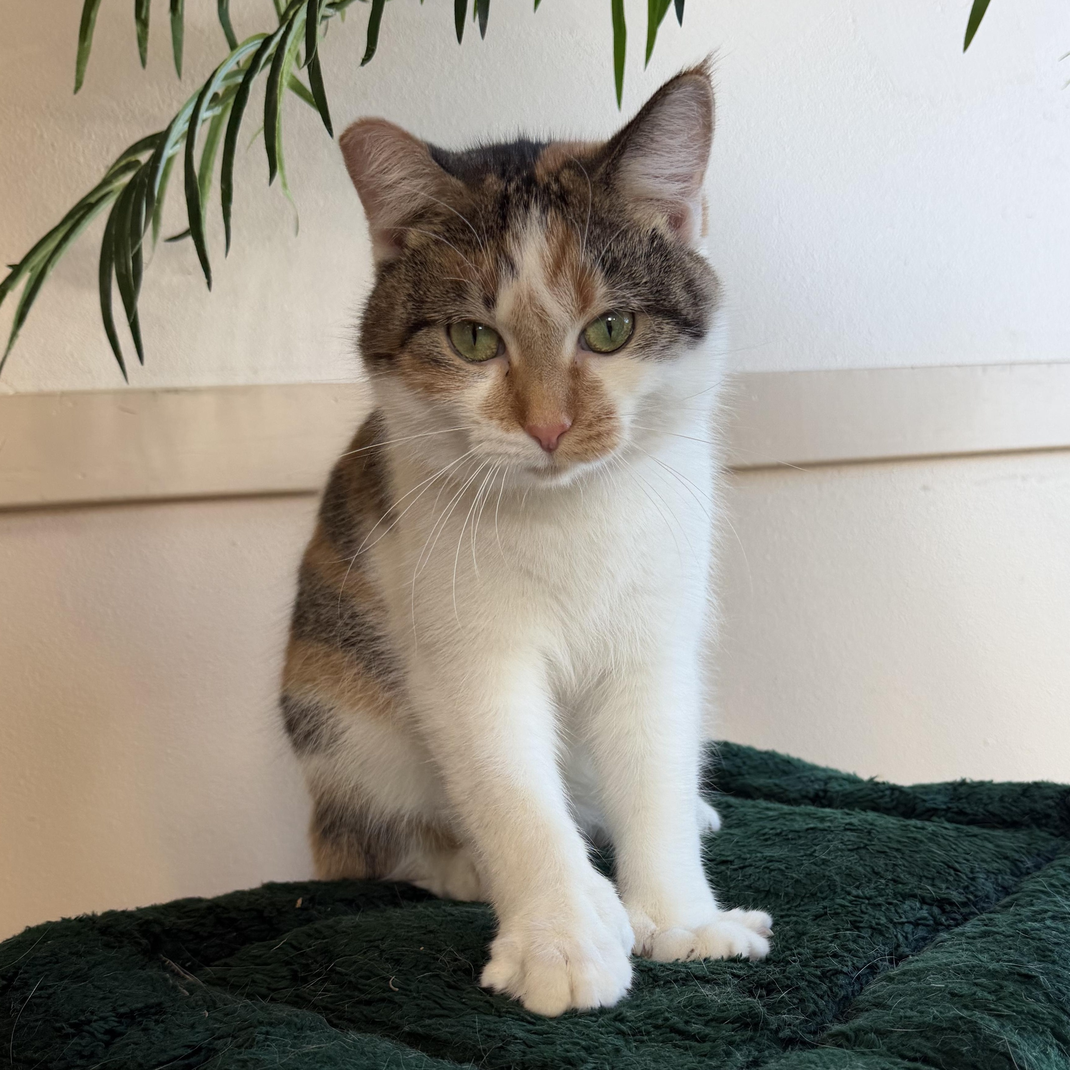 Enlarge Callie, a Adoptable Extra-Toes Cat / Hemingway Polydactyl in Madison, WI image 3/4