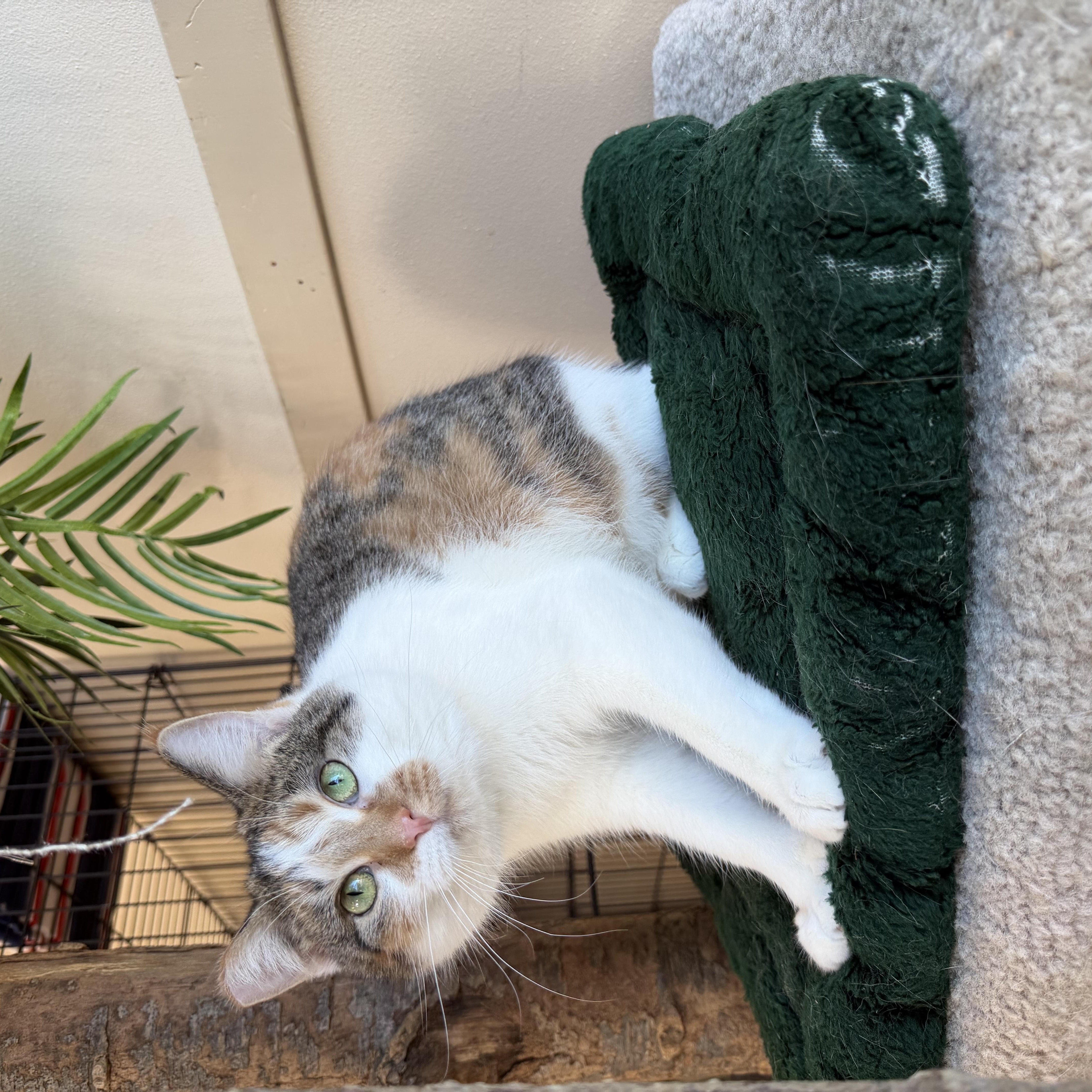 Enlarge Callie, a Adoptable Extra-Toes Cat / Hemingway Polydactyl in Madison, WI image 4/4