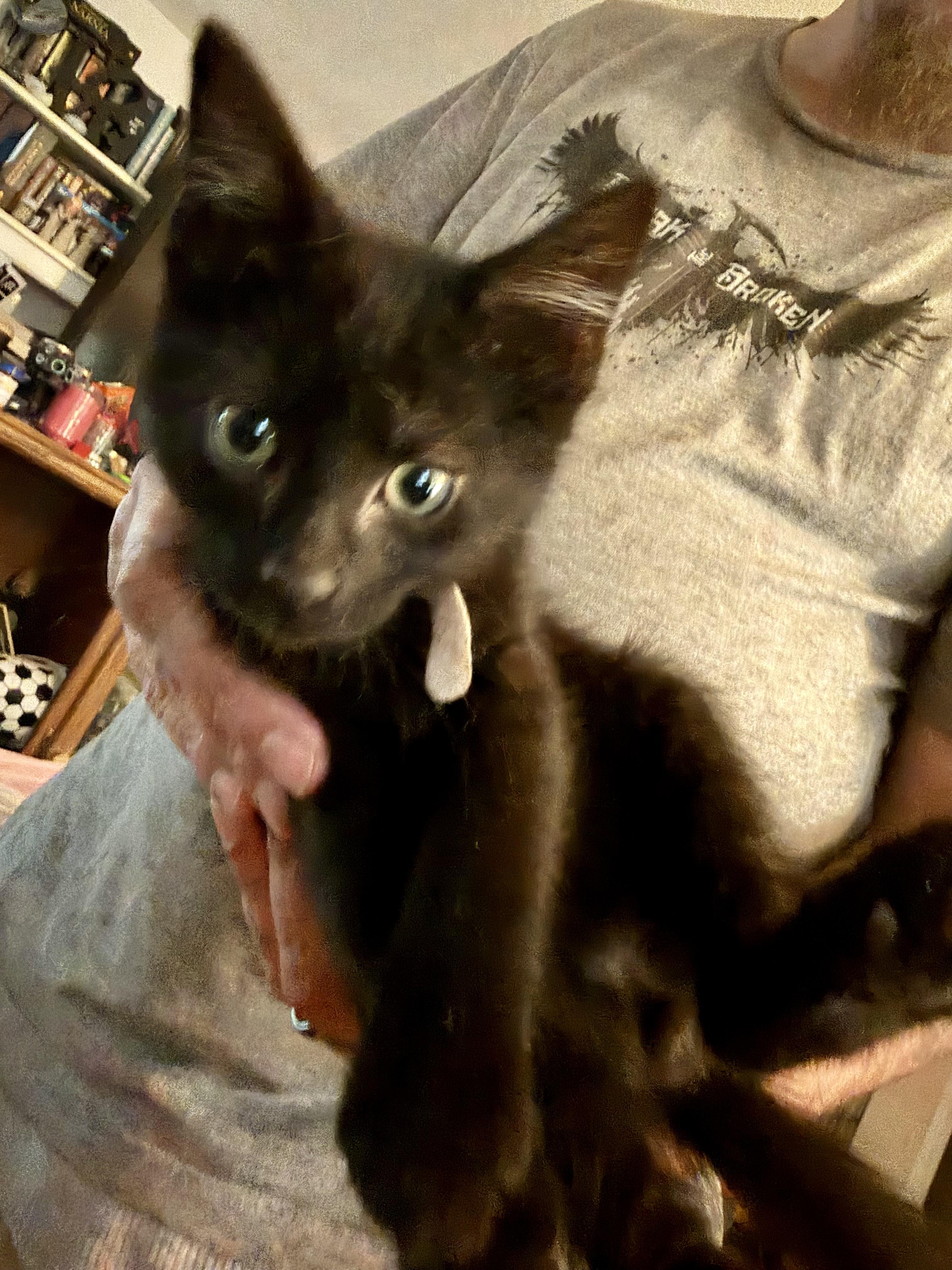 Enlarge Cole, a Adopted mixed breed in Pocatello, ID image 2/3