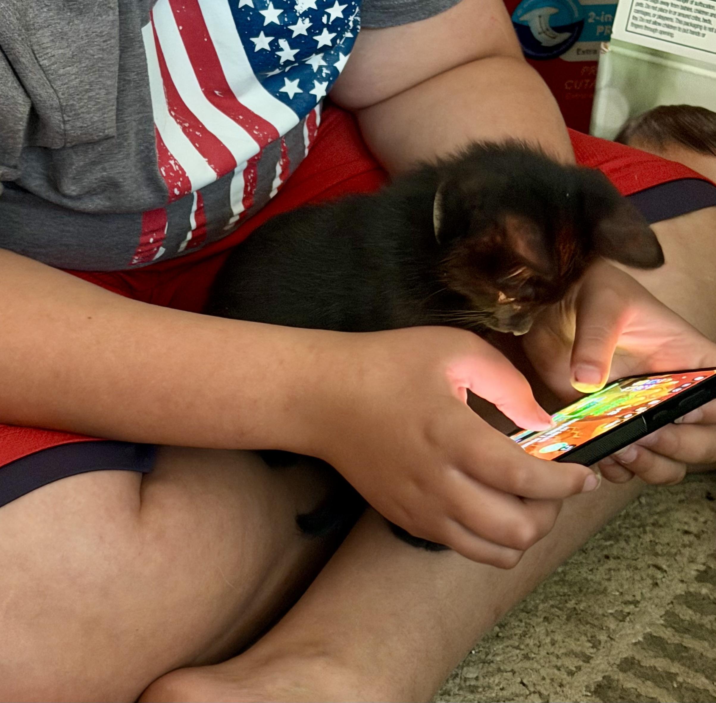 Enlarge Cole, a Adopted mixed breed in Pocatello, ID image 3/3