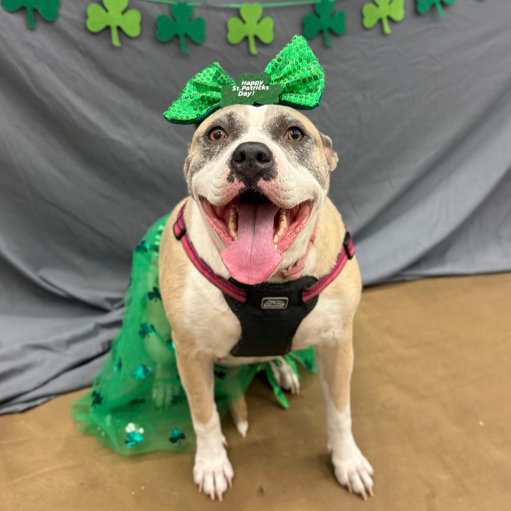 Enlarge Galaxy, a Adoptable Pit Bull Terrier in Valparaiso, IN image 1/6