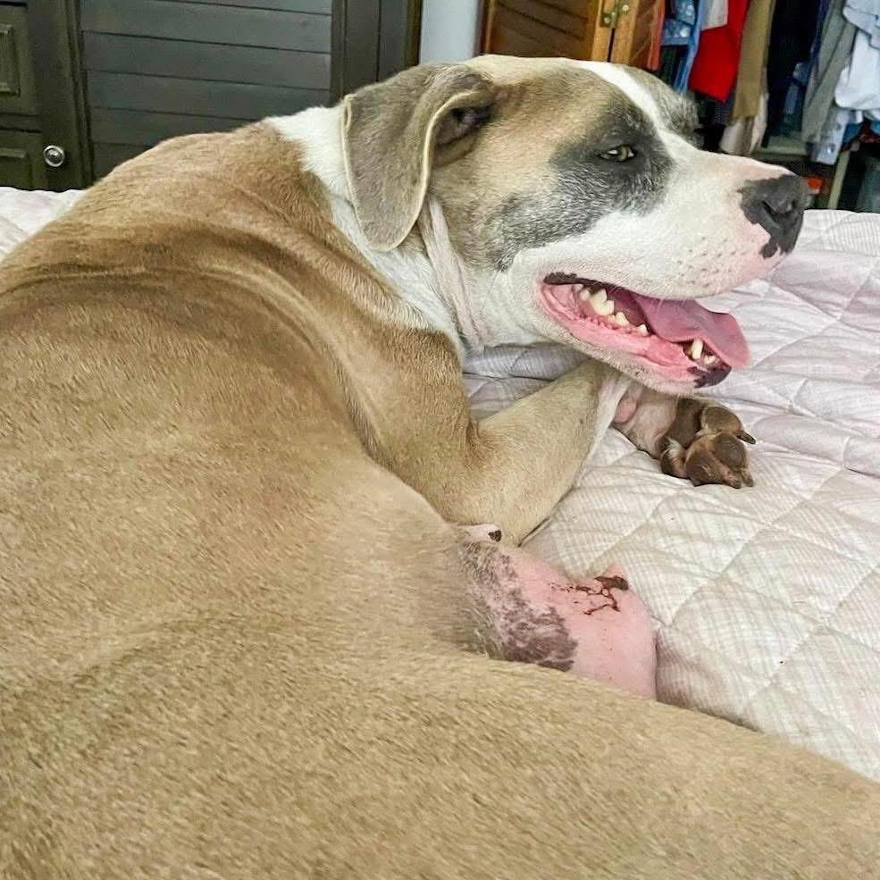 Galaxy, a Adoptable Pit Bull Terrier in Valparaiso, IN image 5/6