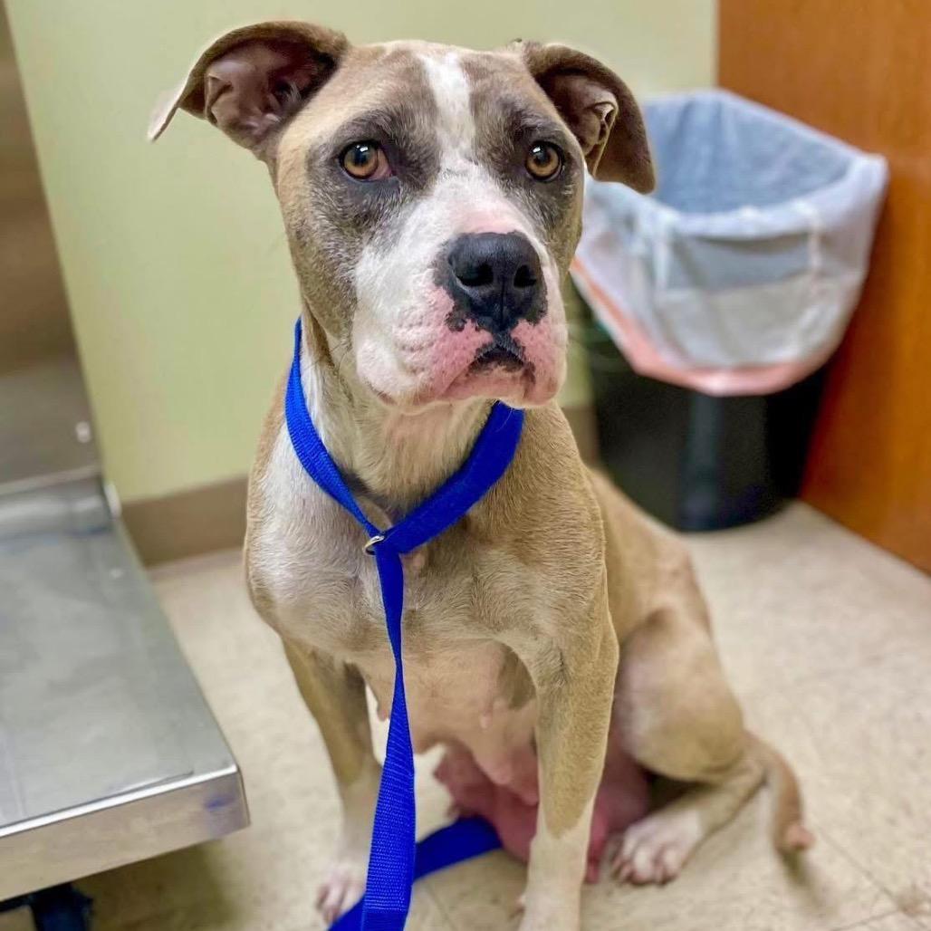 Galaxy, a Adoptable Pit Bull Terrier in Valparaiso, IN image 6/6