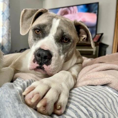 Galaxy, Adoptable, Adult Female Pit Bull Terrier.