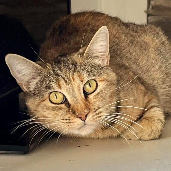 Tippy, Adoptable, Adult Female Domestic Short Hair.