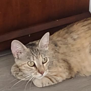 Enlarge Tippy, a Adoptable Domestic Short Hair in Troy, IL image 2/2