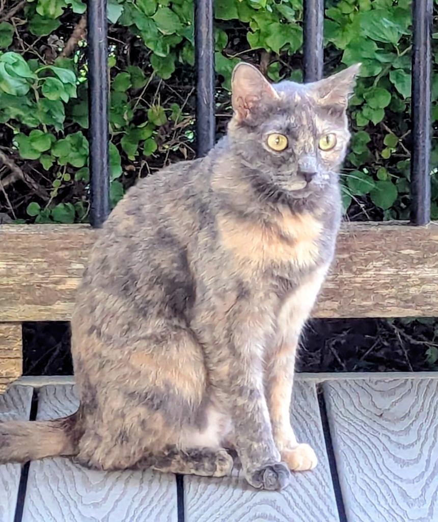Amy Santiago, Adoptable, Young Female Tortoiseshell.
