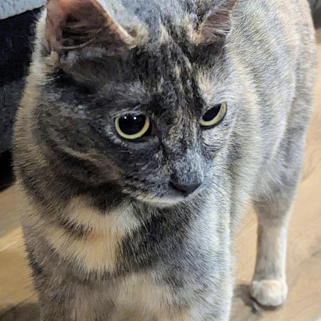 Amy Santiago, Adoptable, Young Female Tortoiseshell.