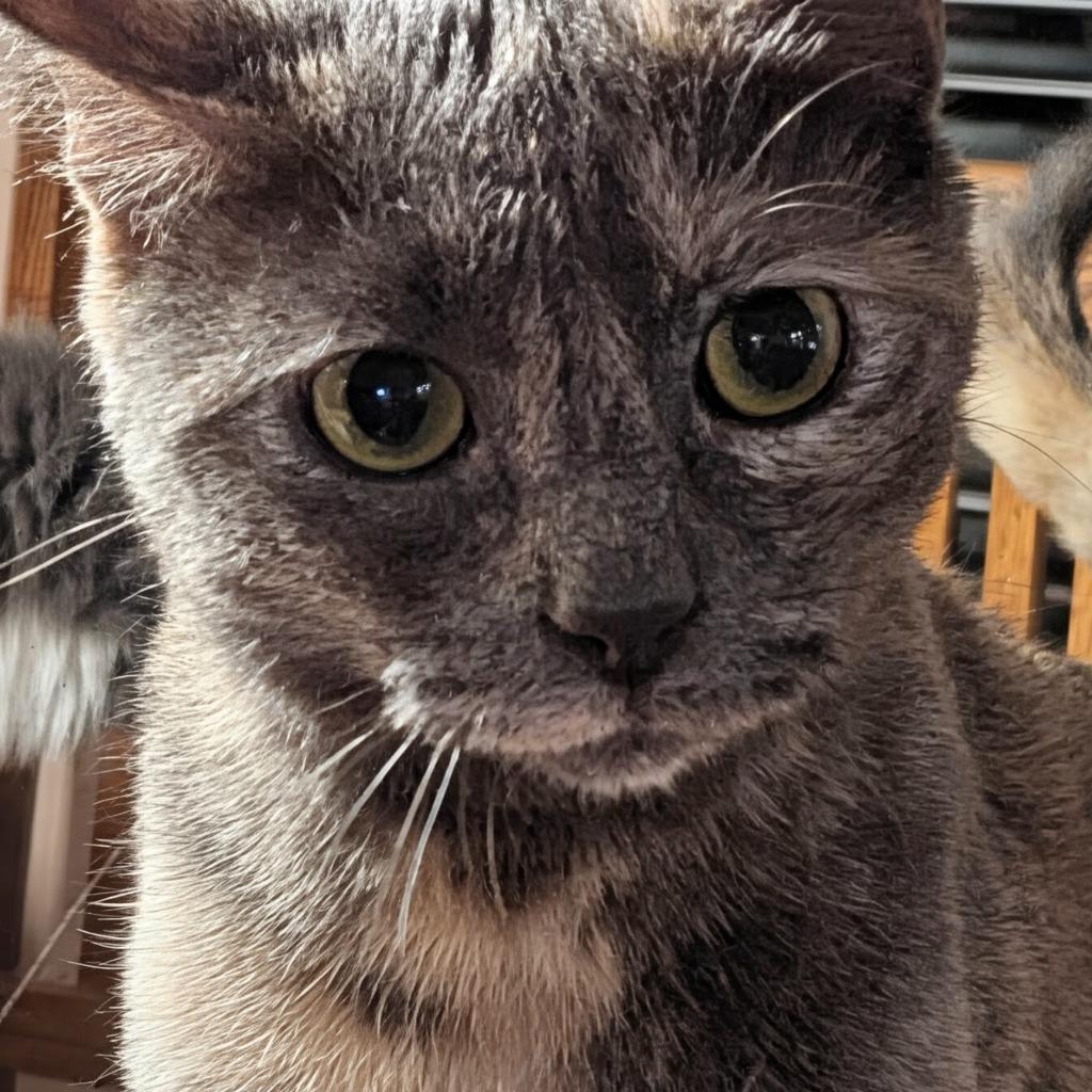 Amy Santiago, Adoptable, Young Female Tortoiseshell.