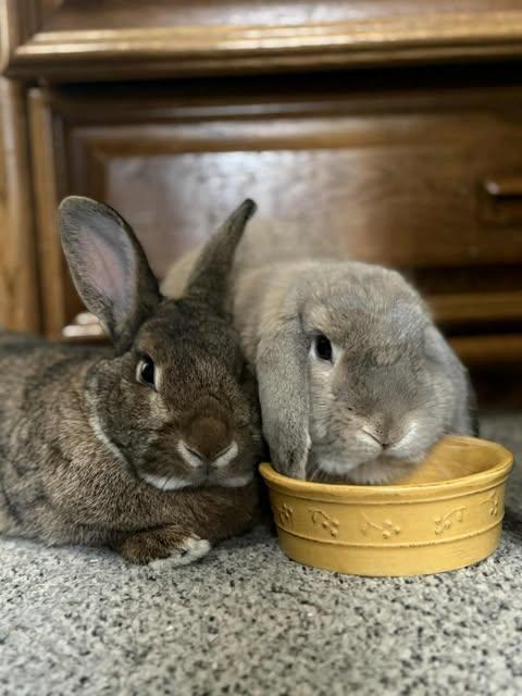 Buddha and Francine, a Adoptable mixed breed in Coralville, IA image 1/3