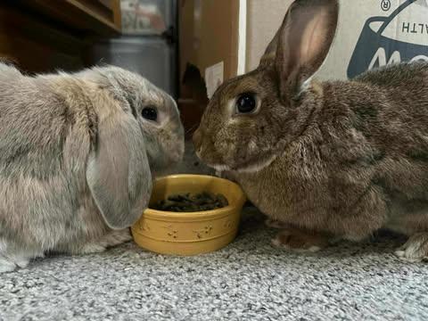 Buddha and Francine, a Adoptable mixed breed in Coralville, IA image 2/3