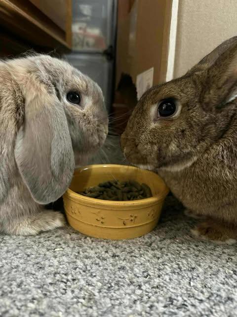 Buddha and Francine, a Adoptable mixed breed in Coralville, IA image 3/3