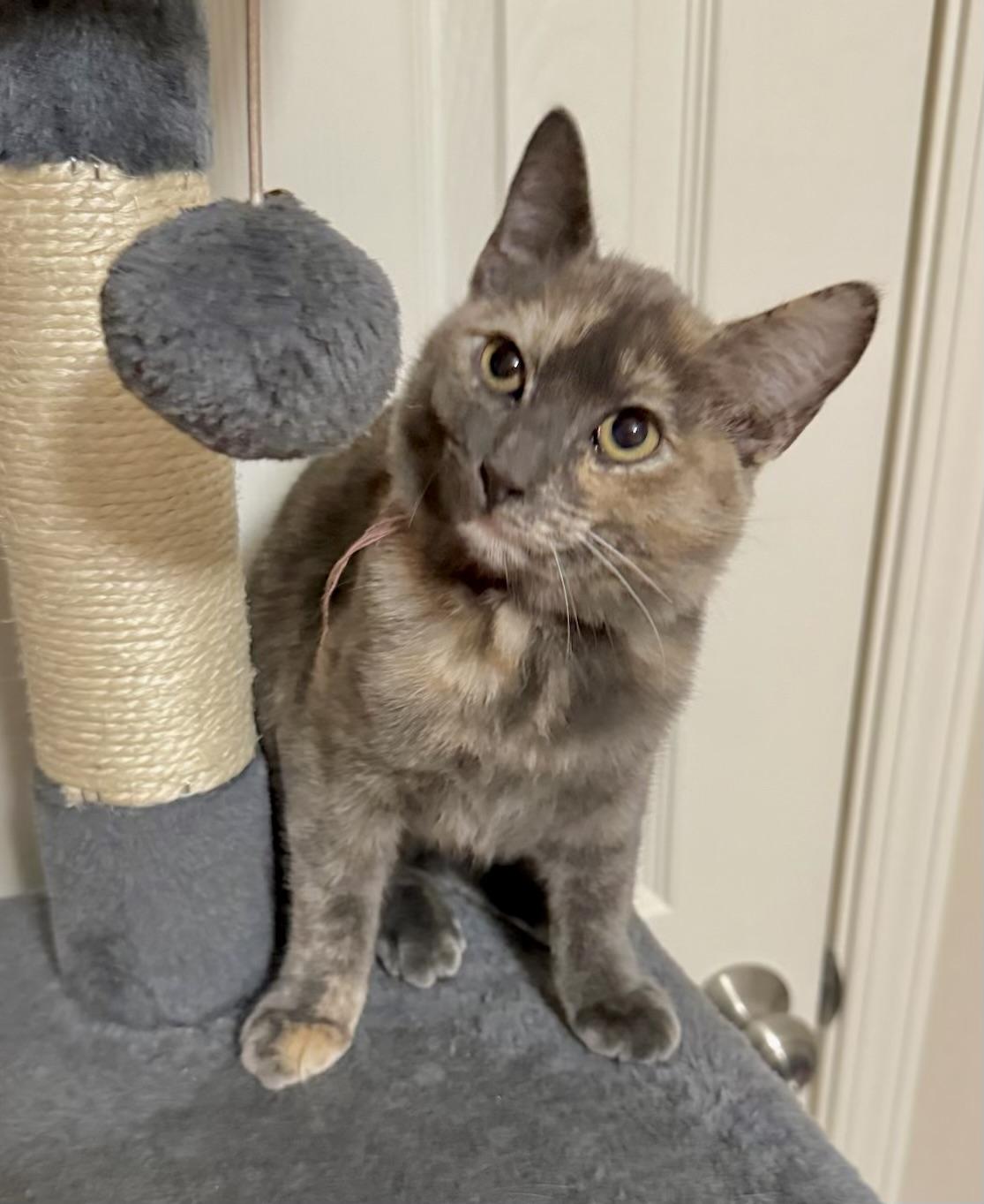 Willow  Kuykendahl Petsmart