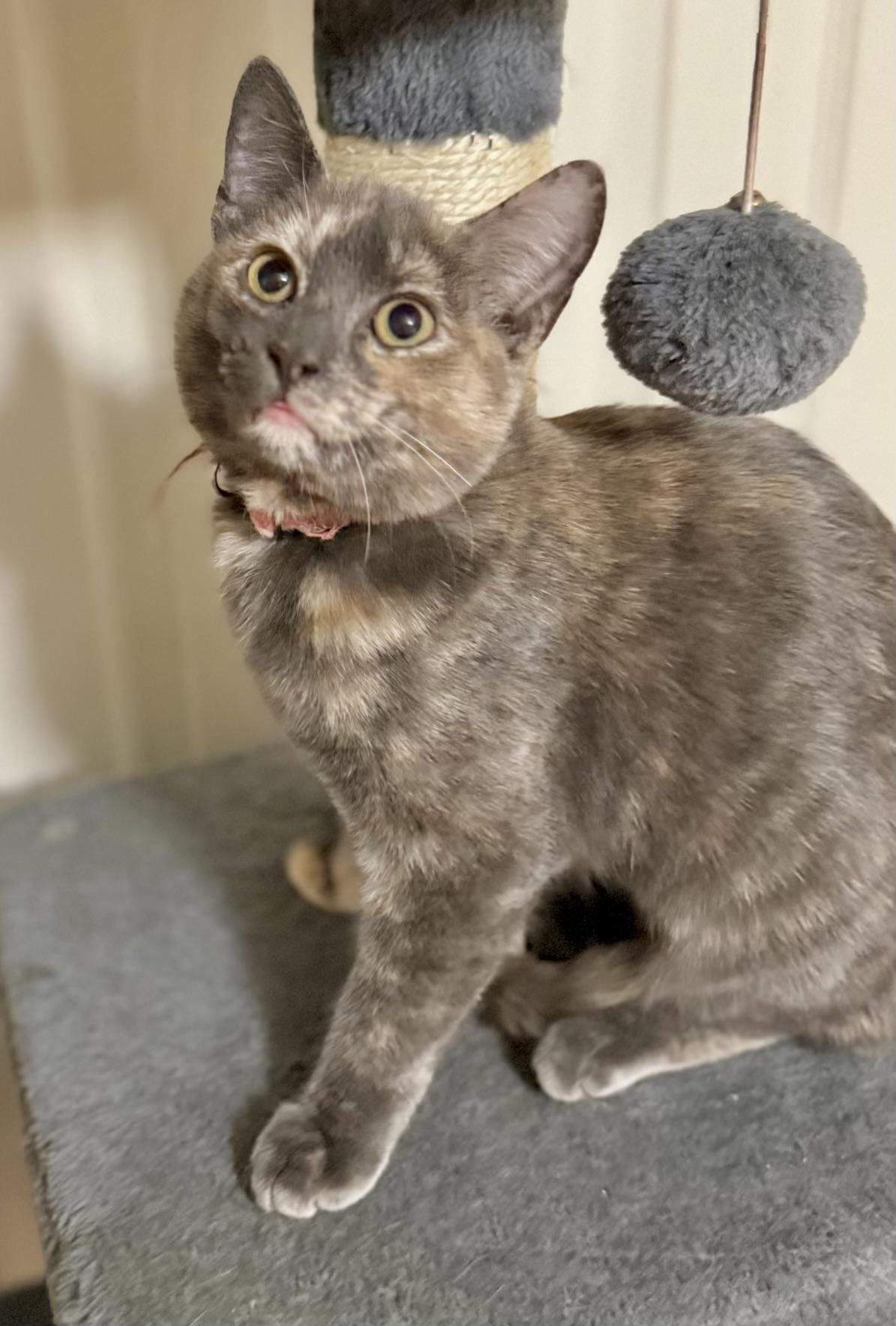 Willow  Kuykendahl Petsmart thumbnail 2