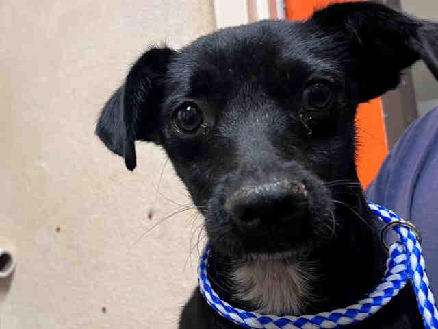 Enlarge OLLY, a Adoptable mixed breed in Bonita, CA image 1/1