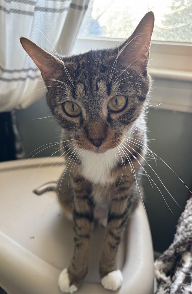 Stella, Adoptable, Adult Female Domestic Short Hair.