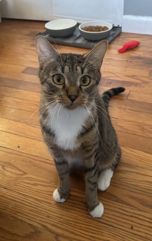 Enlarge Stella, a Adoptable Domestic Short Hair in Duxbury, MA image 2/2