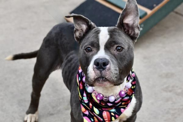 Enlarge Cardi, a Adoptable mixed breed in Staten Island, NY image 2/6