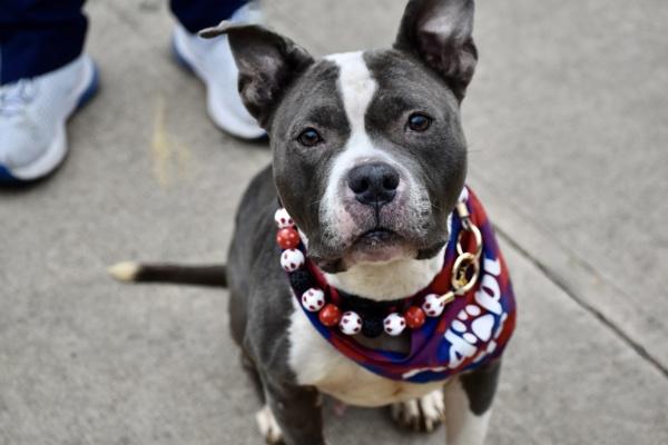 Enlarge Cardi, a Adoptable mixed breed in Staten Island, NY image 4/6
