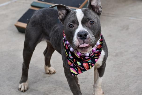 Enlarge Cardi, a Adoptable mixed breed in Staten Island, NY image 5/6