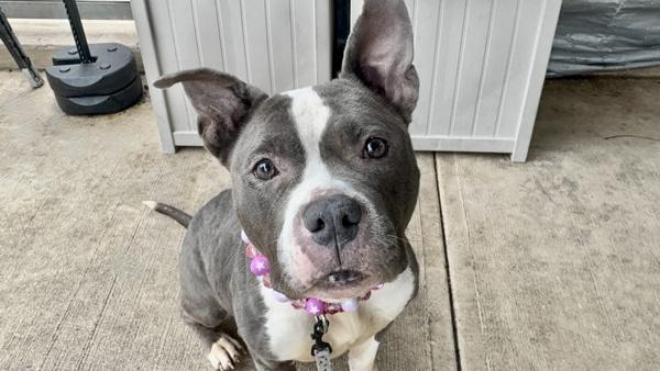 Enlarge Cardi, a Adoptable mixed breed in Staten Island, NY image 6/6
