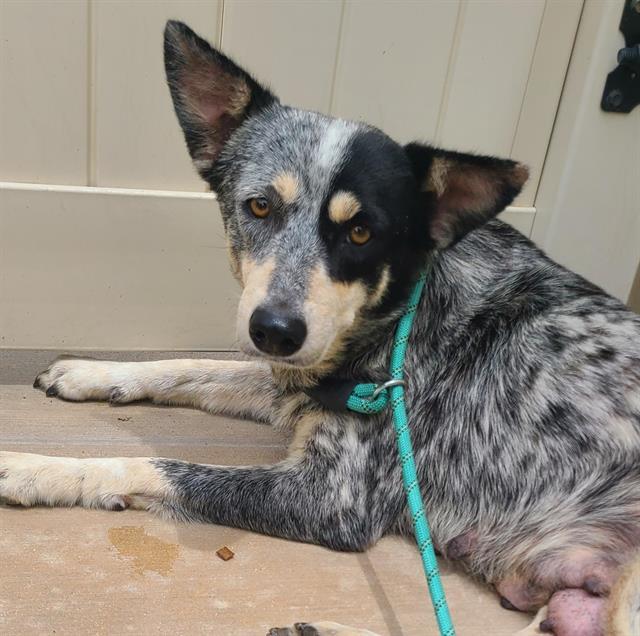 Enlarge ASAJJ, a Adoptable mixed breed in San Antonio, TX image 1/1