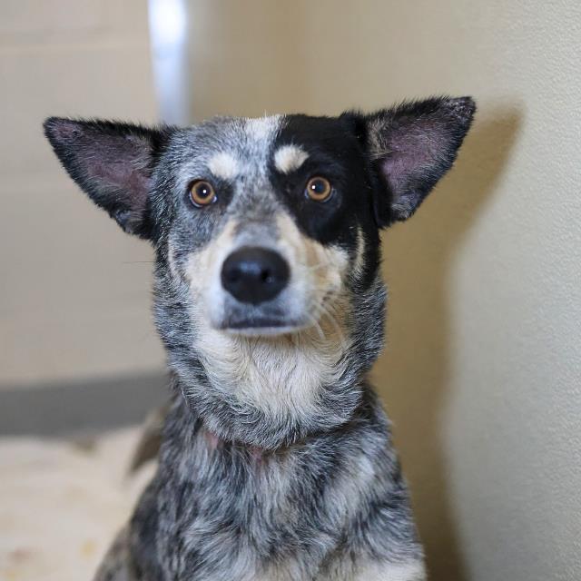 ASAJJ, Adoptable, Adult Female Australian Cattle Dog / Blue Heeler.