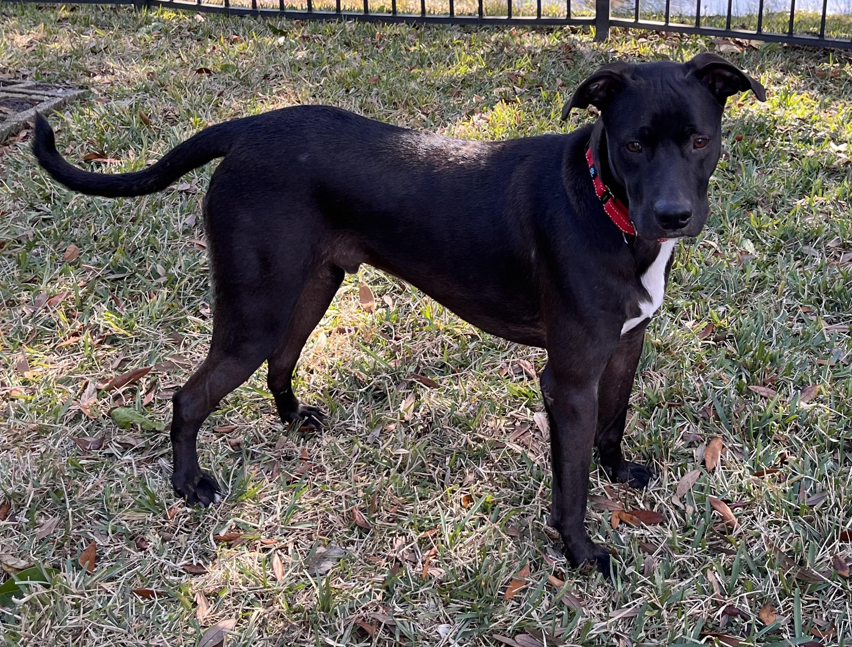 Enlarge Duke, a Adoptable Ibizan Hound in Ponte Vedra, FL image 5/6