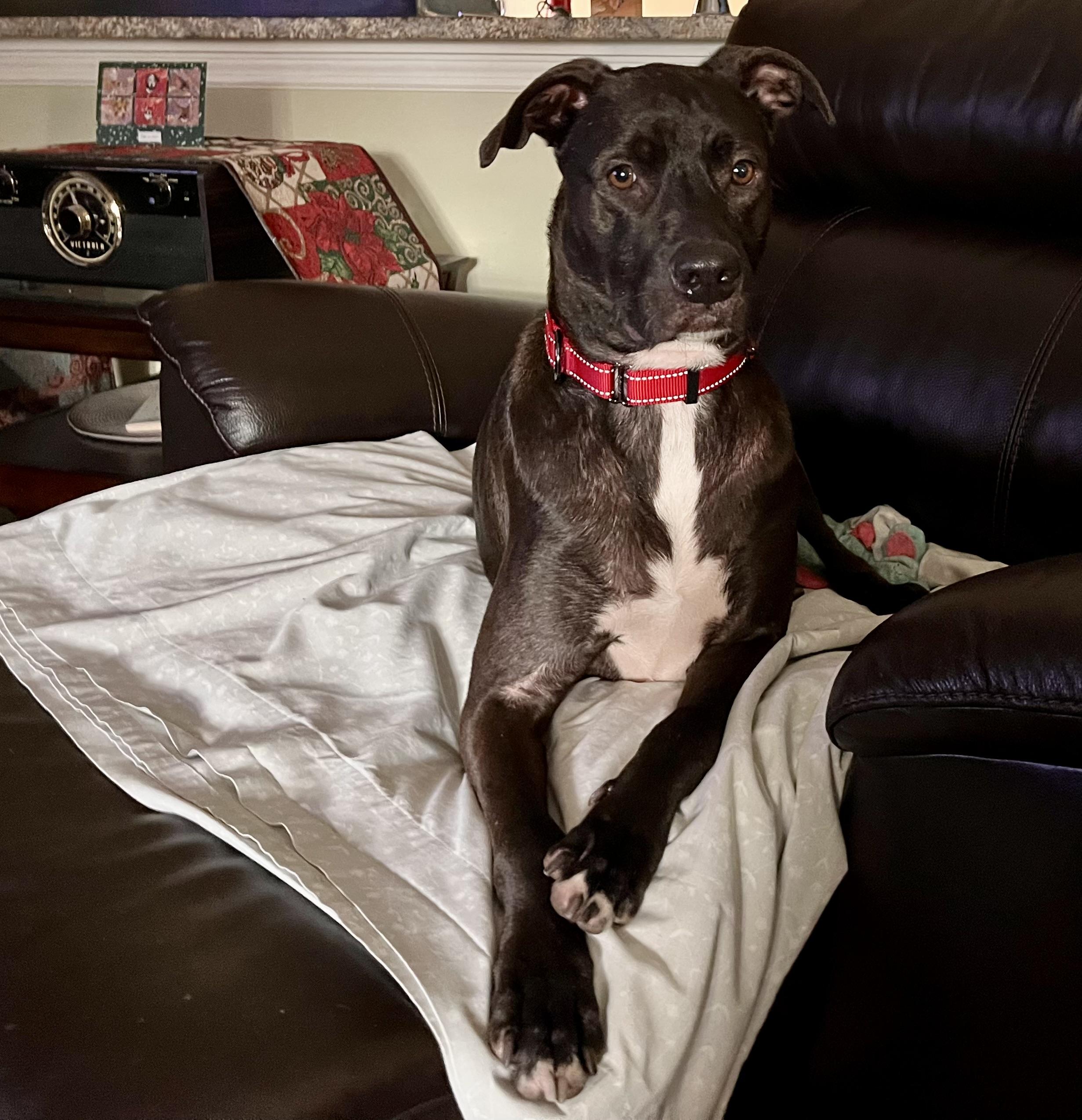 Enlarge Duke, a Adoptable Ibizan Hound in Ponte Vedra, FL image 3/6