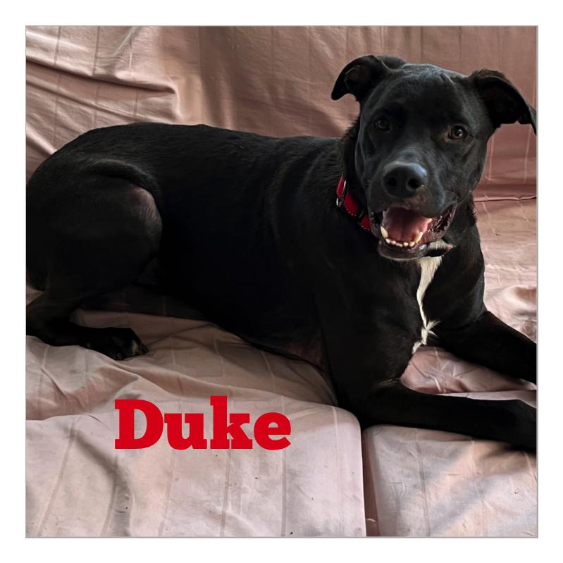 Enlarge Duke, a Adoptable Ibizan Hound in Ponte Vedra, FL image 1/6