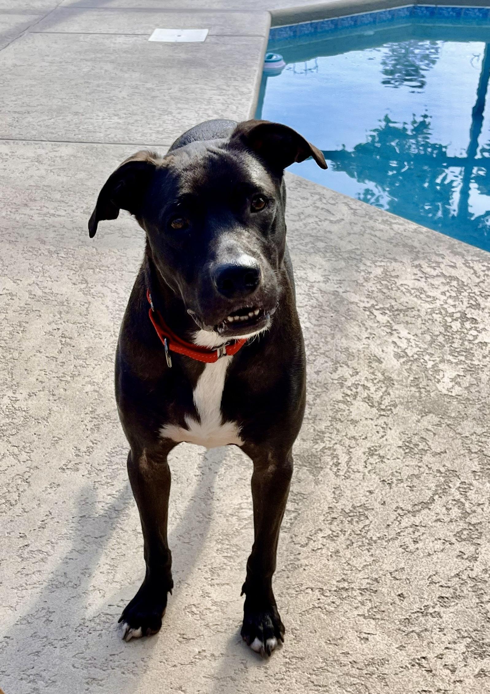 Enlarge Duke, a Adoptable Ibizan Hound in Ponte Vedra, FL image 6/6