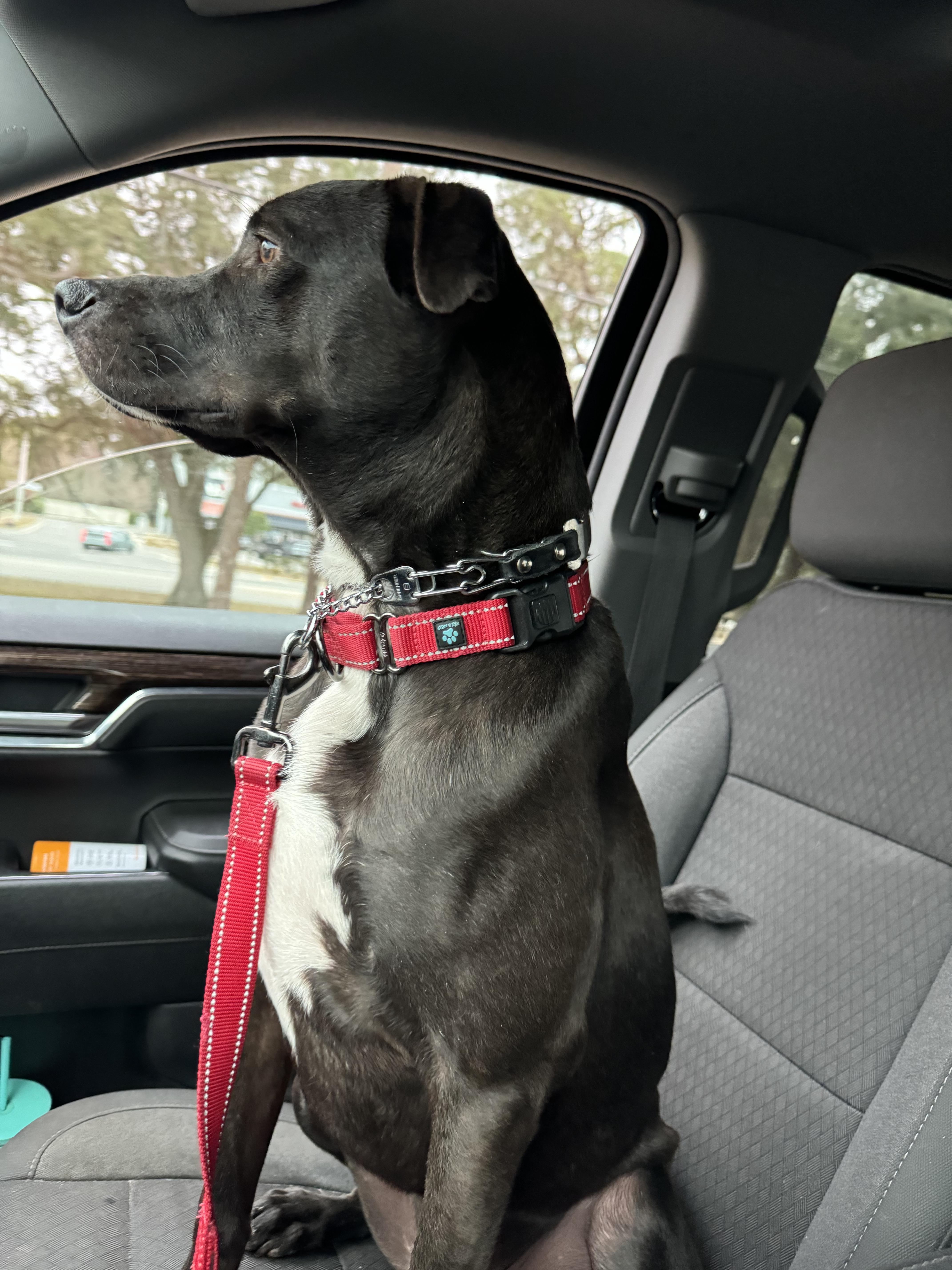 Enlarge Duke, a Adoptable Labrador Retriever in Jacksonville, FL image 1/6