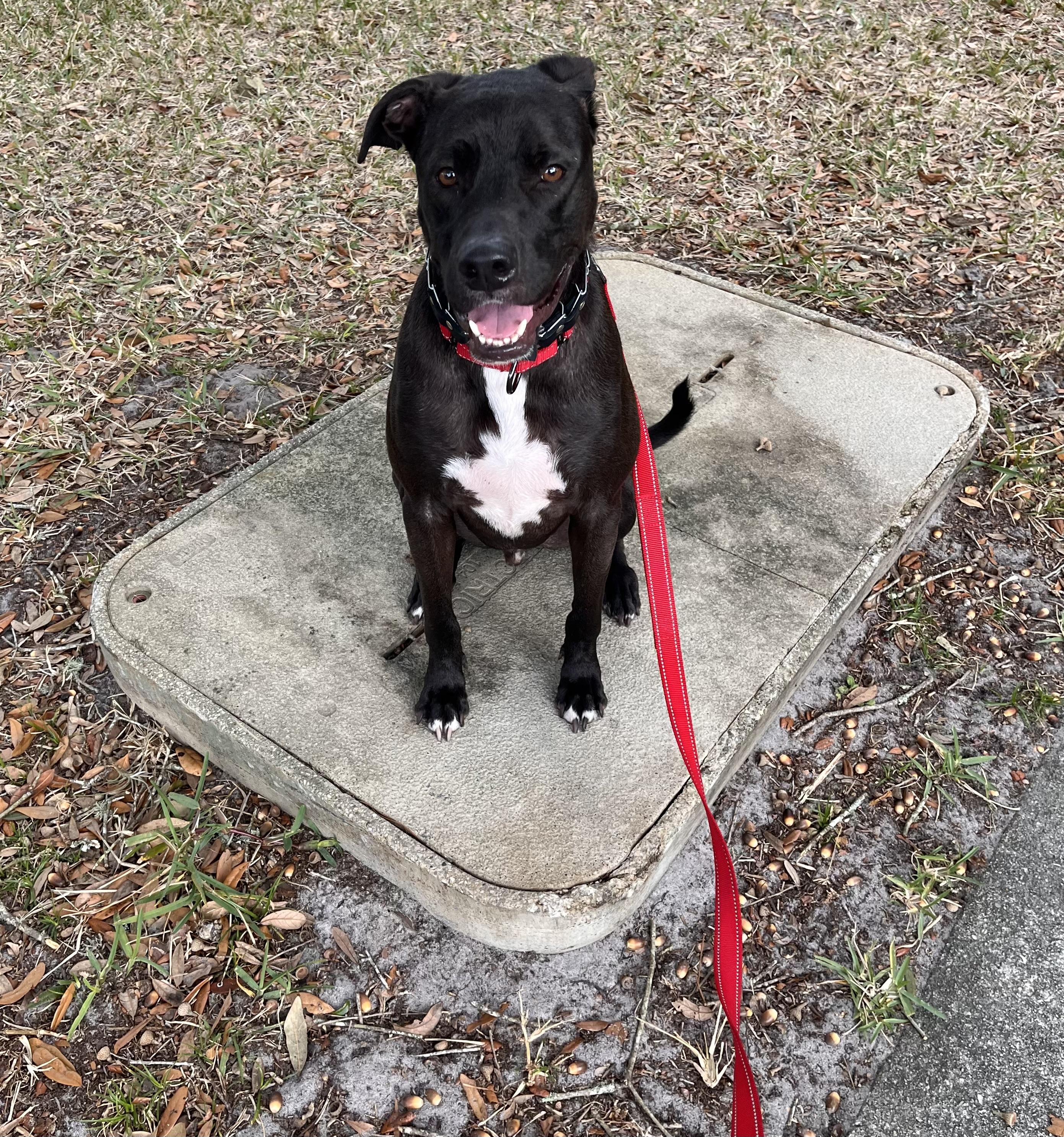 Enlarge Duke, a Adoptable Labrador Retriever in Jacksonville, FL image 3/6