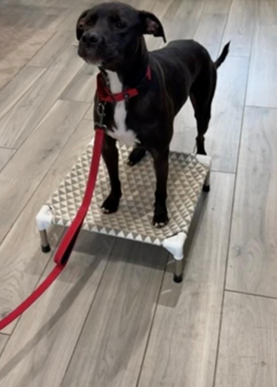 Enlarge Duke, a Adoptable Ibizan Hound in Palm Coast, FL image 5/5