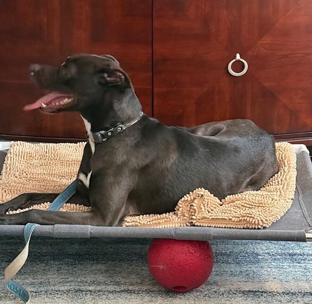 Duke, adopted, Young Male Ibizan Hound.