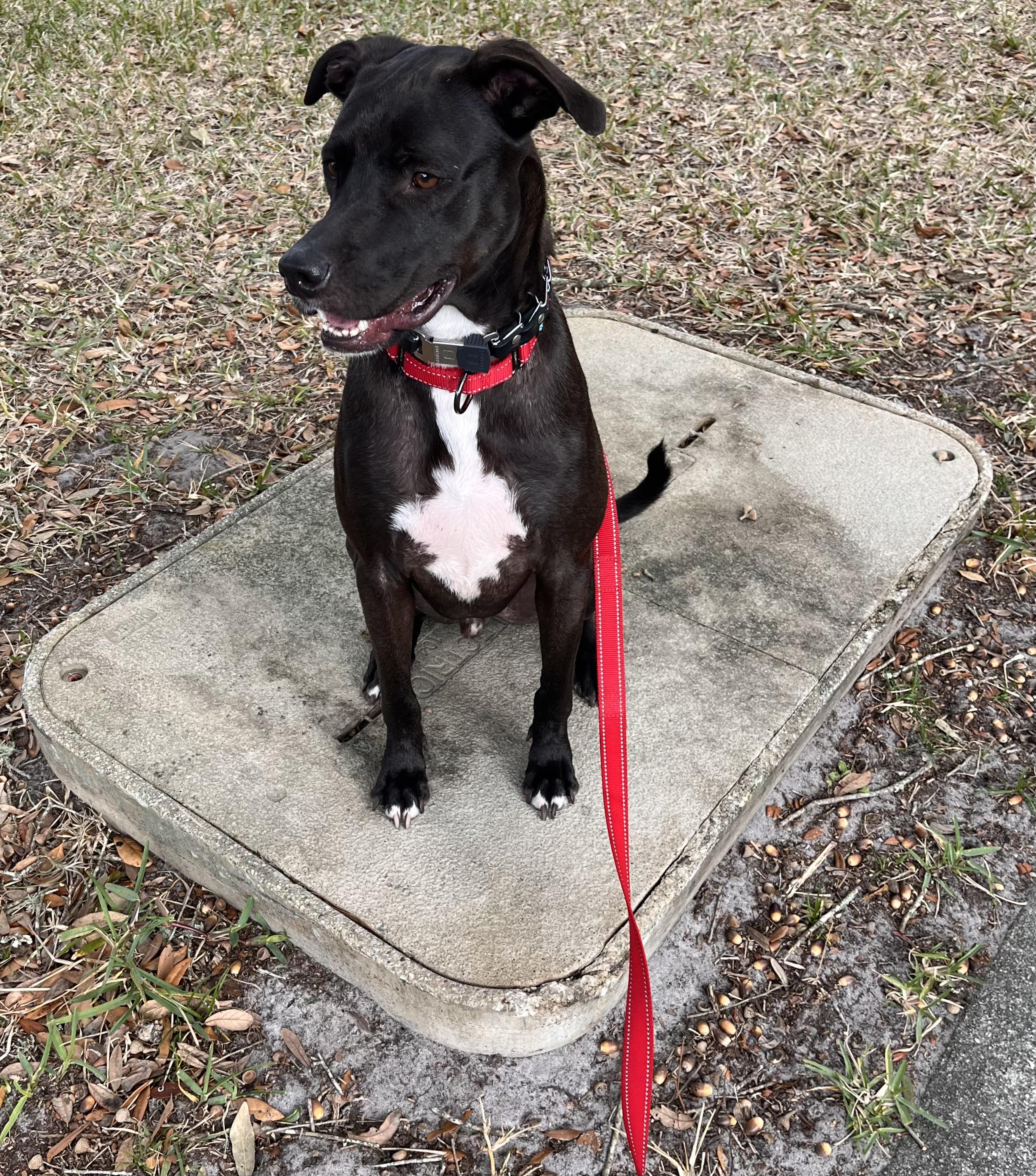 Duke, Adoptable, Young Male Ibizan Hound.