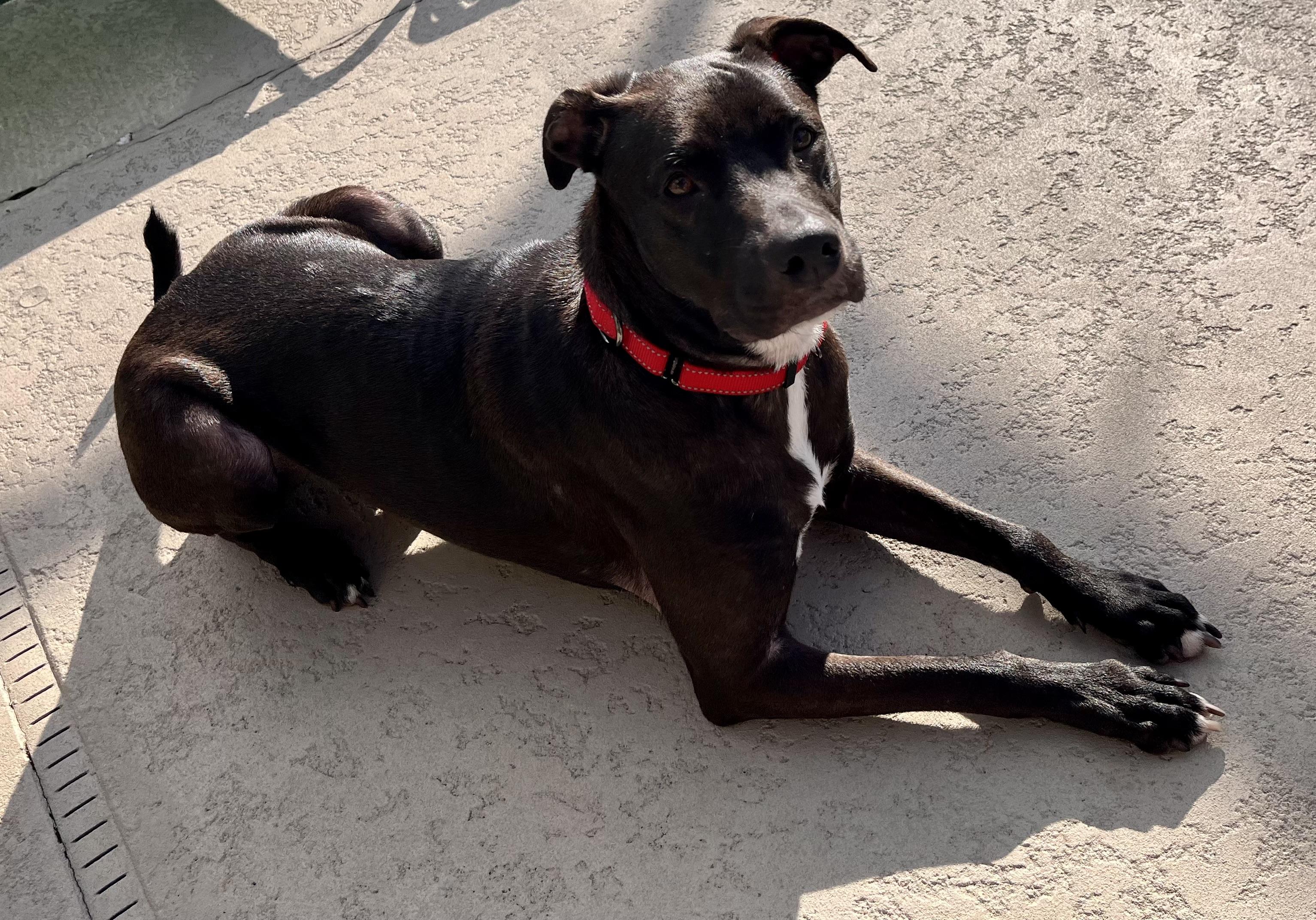 Enlarge Duke, a Adoptable Labrador Retriever in Jacksonville, FL image 5/6