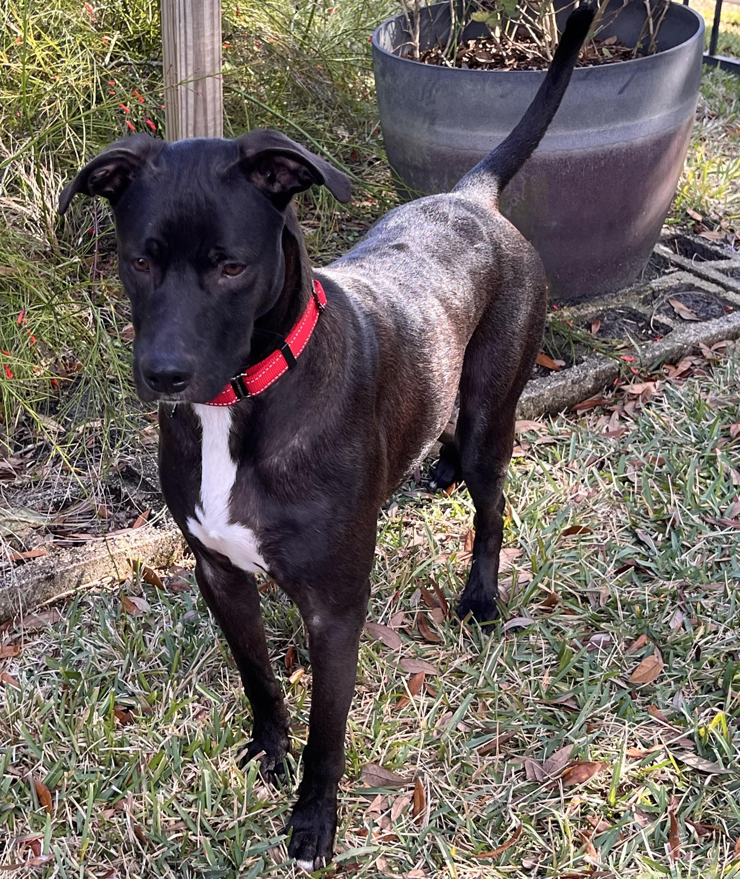 Enlarge Duke, a Adoptable Ibizan Hound in Ponte Vedra, FL image 2/6