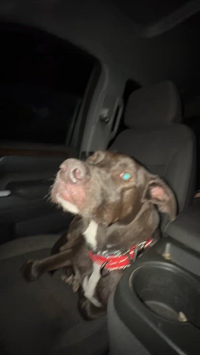 Enlarge Duke, a Adoptable Labrador Retriever in Jacksonville, FL video 2/6