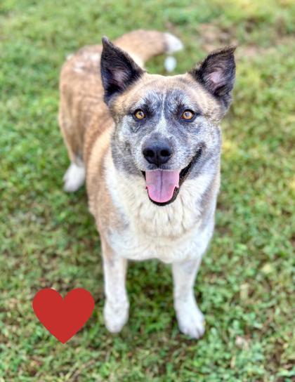 Enlarge Monica, a Adoptable mixed breed in Bartlesville, OK image 1/3