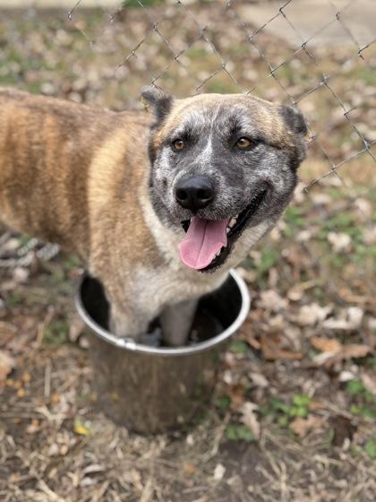 Enlarge Monica, a Adoptable mixed breed in Bartlesville, OK image 2/3