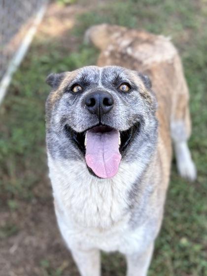 Enlarge Monica, a Adoptable mixed breed in Bartlesville, OK image 3/3